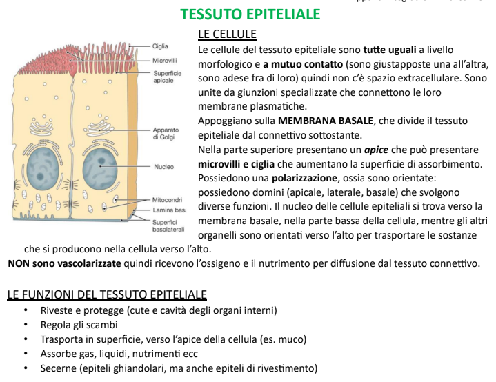 Appunti Anatomia - Prof. Borsello