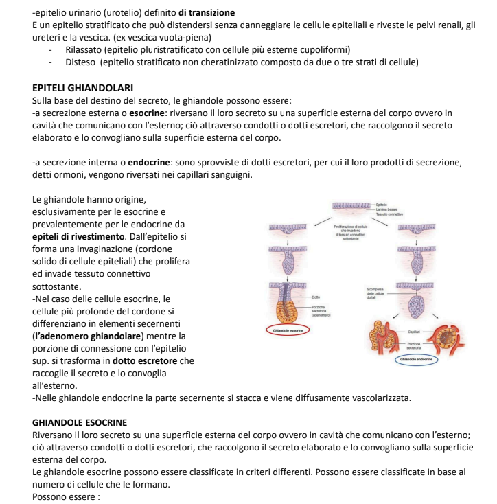 Appunti Istologia - Prof.ssa Mariarosaria Miloso