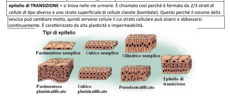 Appunti Anatomia - Prof. Borsello